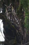 Abyssinian Owl