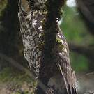 Hibou d'Abyssinie