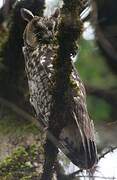 Abyssinian Owl