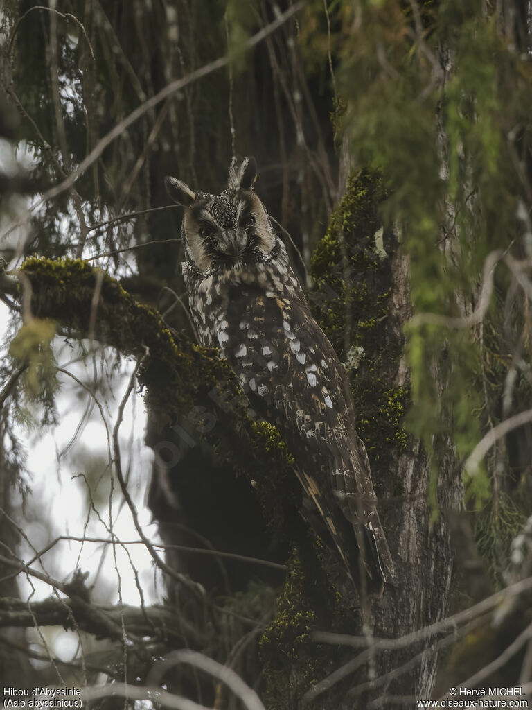 Hibou d'Abyssinie