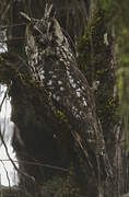 Abyssinian Owl