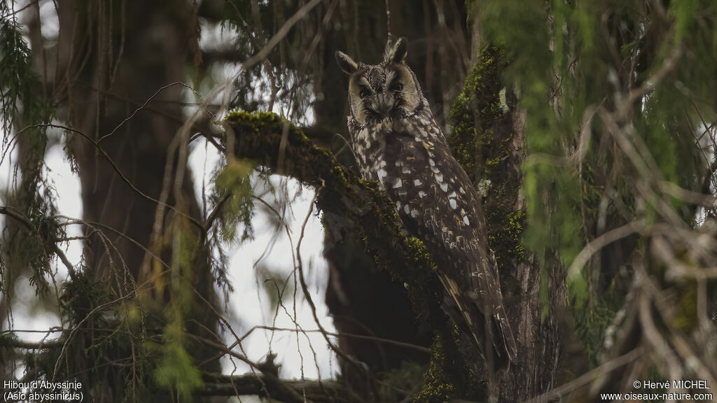 Hibou d'Abyssinie