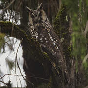 Abyssinian Owl