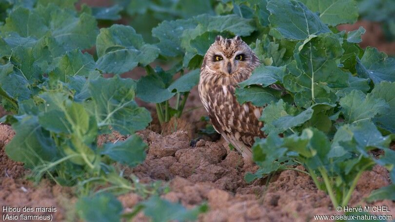 Short-eared Owl