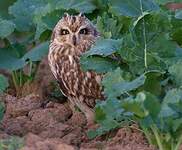 Hibou des marais