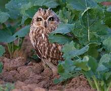 Short-eared Owl