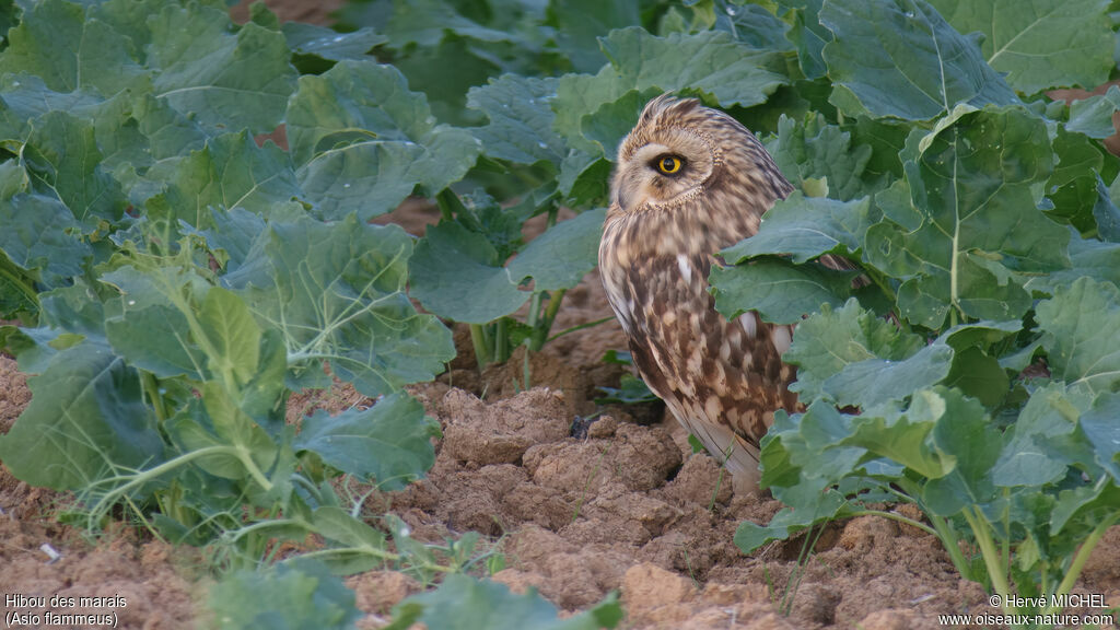 Hibou des marais