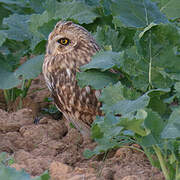 Short-eared Owl