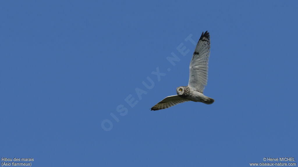 Short-eared Owladult