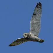 Short-eared Owl