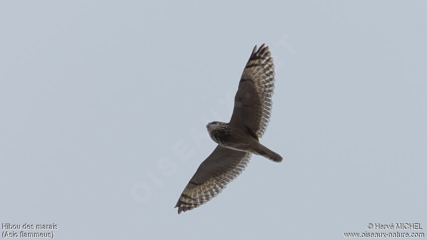 Short-eared Owladult