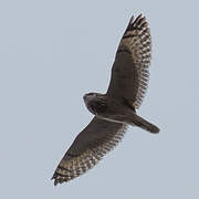 Short-eared Owl