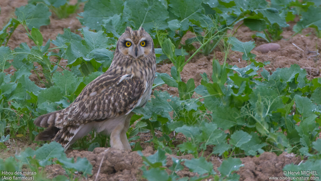 Short-eared Owl