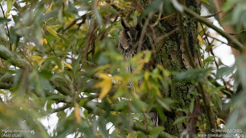 Long-eared Owl