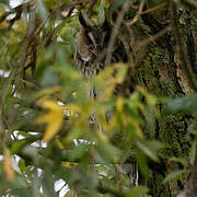 Long-eared Owl