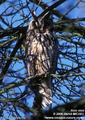 Long-eared Owladult