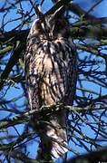 Long-eared Owl