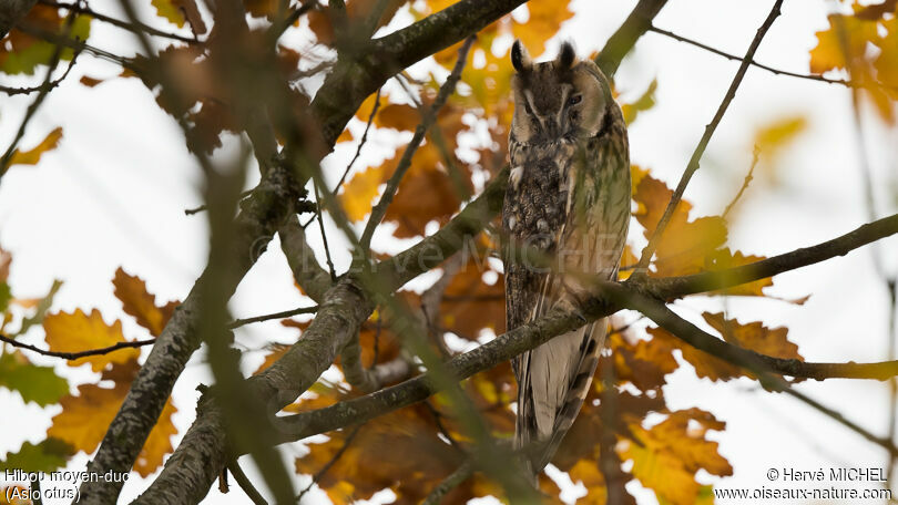 Hibou moyen-duc