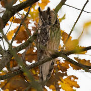 Long-eared Owl