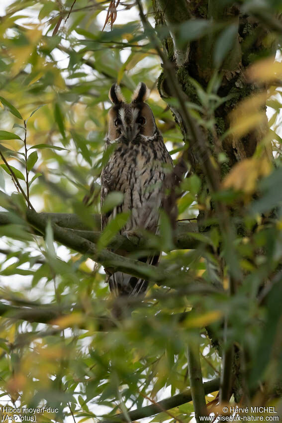 Long-eared Owl