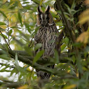 Long-eared Owl