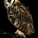 Hibou strié