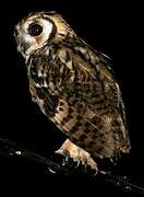 Striped Owl