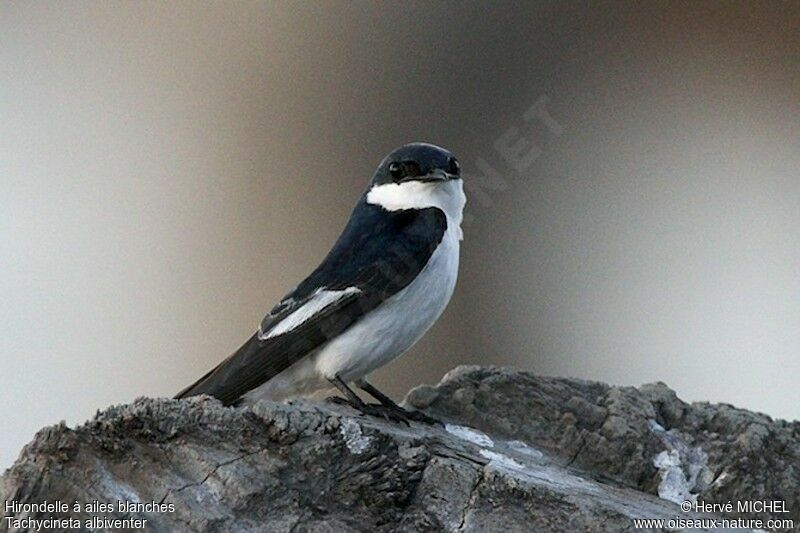 White-winged Swallowadult, identification