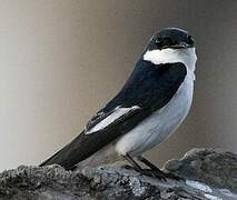 White-winged Swallow