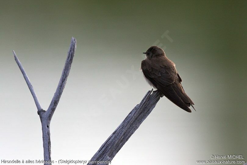 Hirondelle à ailes hérisséesadulte