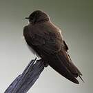 Hirondelle à ailes hérissées