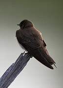 Northern Rough-winged Swallow