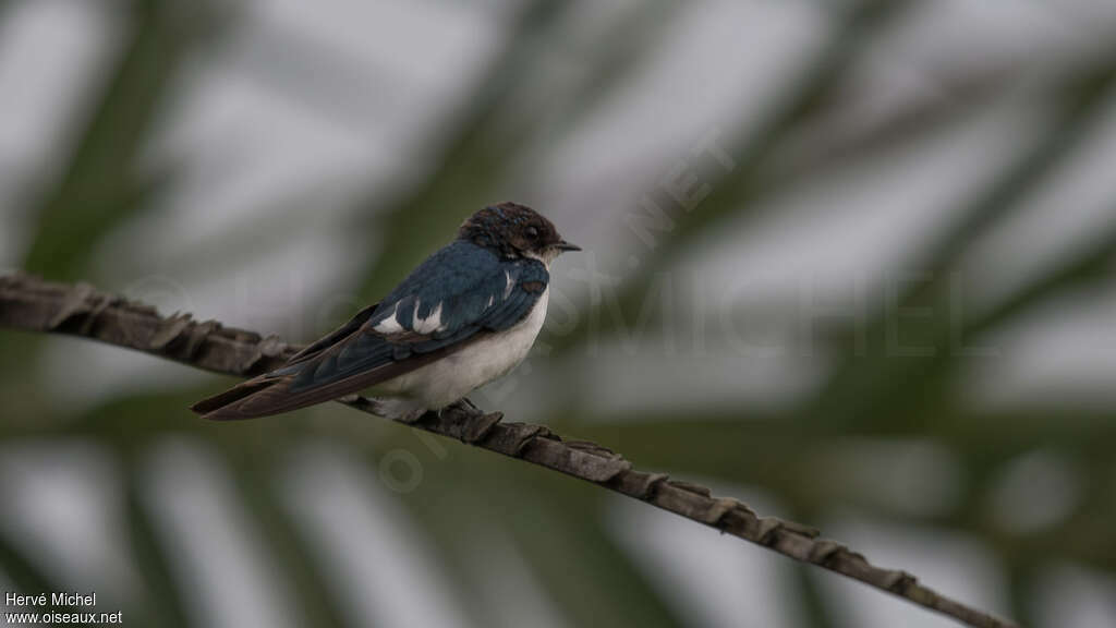 Hirondelle à ailes tachetées, identification