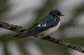 Pied-winged Swallow