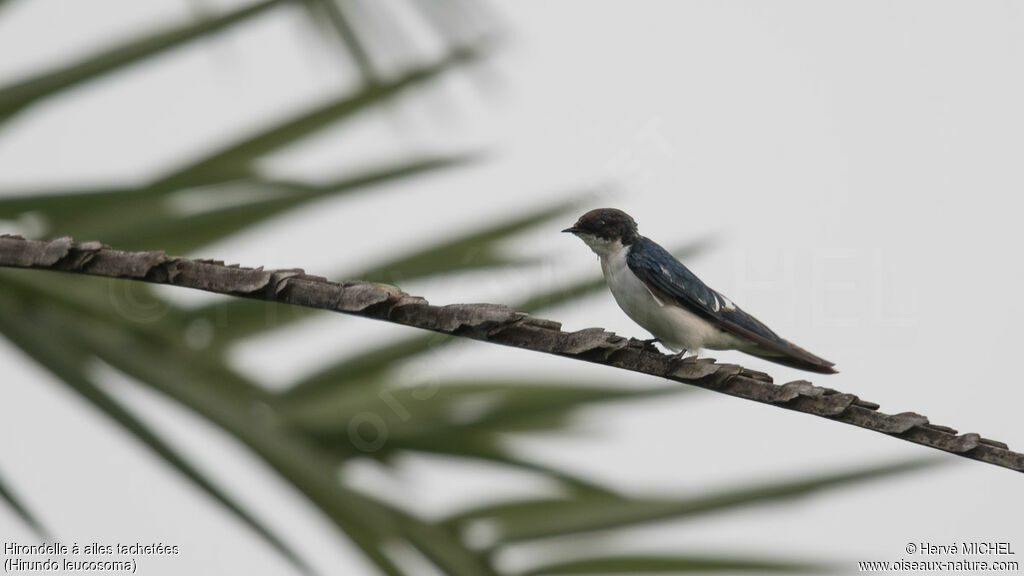 Hirondelle à ailes tachetées