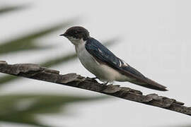 Pied-winged Swallow