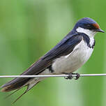 Hirondelle à gorge blanche