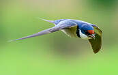 Hirondelle à gorge blanche