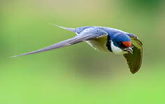 Hirondelle à gorge blanche
