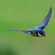 Hirondelle à gorge blanche