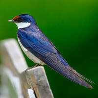 Hirondelle à gorge blanche