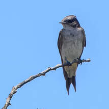Hirondelle à gorge perlée