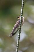 Hirondelle à gorge rousse