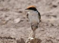 Wire-tailed Swallow