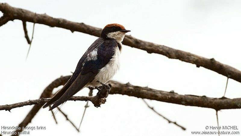 Wire-tailed Swallow