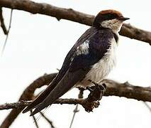 Wire-tailed Swallow