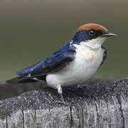 Wire-tailed Swallow