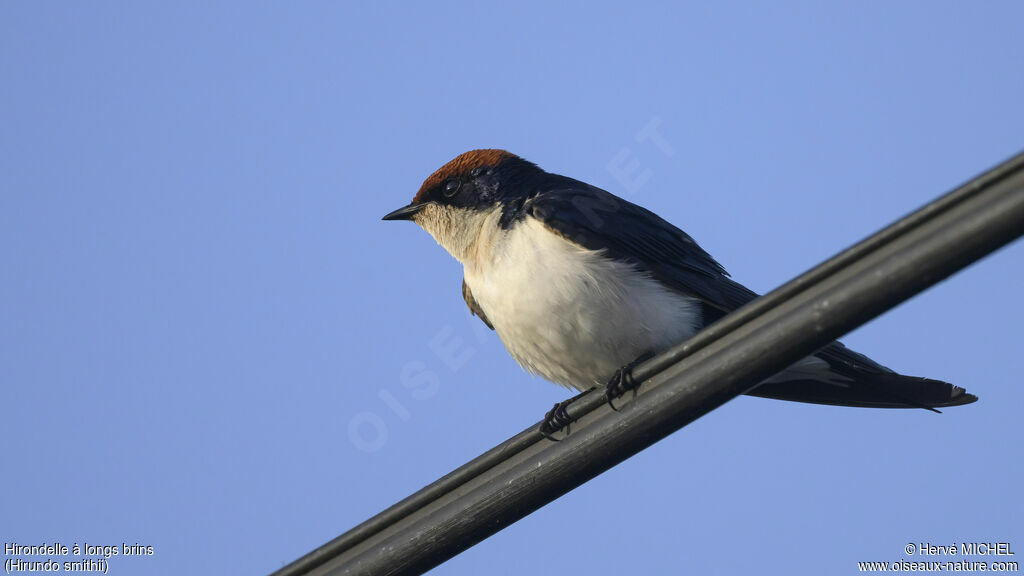 Hirondelle à longs brins