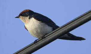 Wire-tailed Swallow