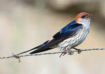 Hirondelle à tête rousse